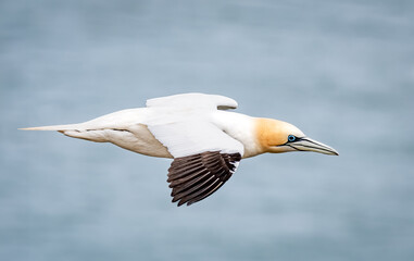 Black Eyed Northern Gannet In Flight