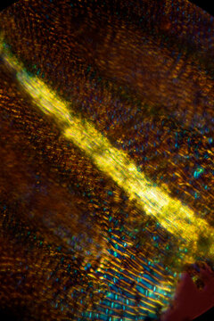 Glowing midrib of a leaf from the fern moss, Thuidium.