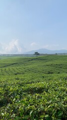 Fototapeta premium green field and blue sky, tea garden