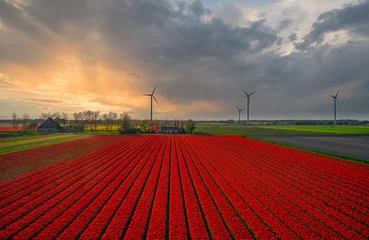Zelfklevend Fotobehang Landscape of a field of red tulips in Holland. © Alex de Haas