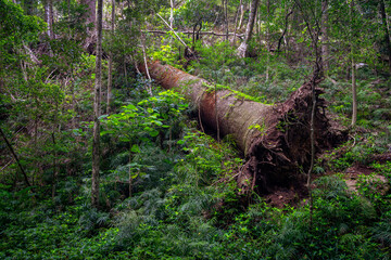 Fototapeta premium Fallen tree in Bunya Mountains National Park, Queensland, Australia