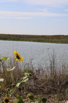 flowers on the lake