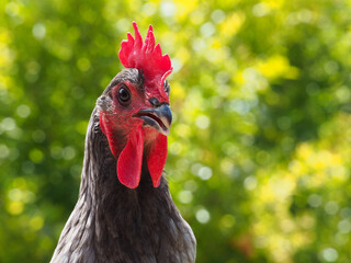 A Blue Australorp chicken looks around.