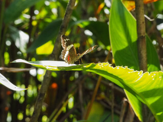 A butterfly in Costa Rica.