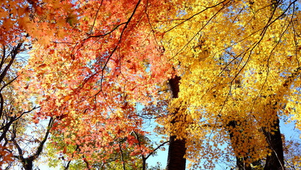 美しい彩りの秋の森