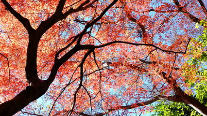 美しく色づいた秋のカエデ