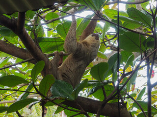 A two-toed sloth climbs a tree in Costa Rica. © Direct+Drone+Camera