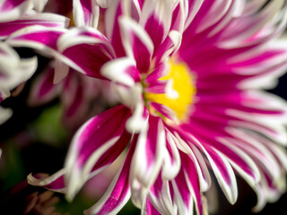 pink chrysanthemum flowers in a vase on the windowsill, soft focus