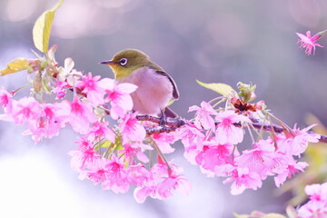 春の訪れと桜とメジロ