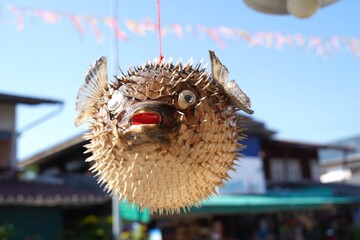 The lamp puffer fish electronics model on sell , street market.