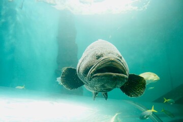 Epinephelus lanceolatus in aquarium oceanarium wildlife , Tropical sea underwater fishes on coral...