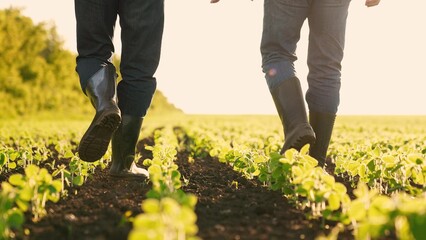 Agriculture. farmer rubber boots walks through agricultural field. soybean field. agro farm plantation modern grown cultivated plants. agriculture business. growing vegetable food products. boots eco. - obrazy, fototapety, plakaty