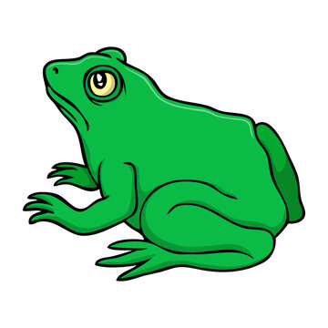 frog vector illustration