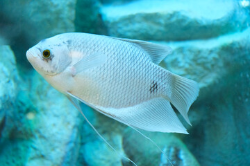 Beautiful fish in a glass tank.