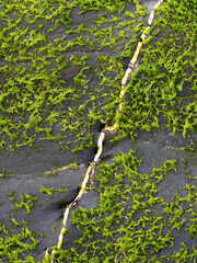 Rocks with moss and quartz on the beach, Amoreira beach, Aljezur,