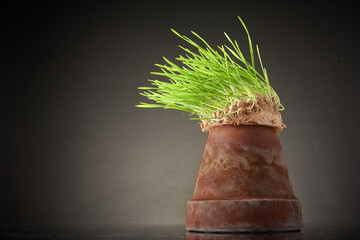Hydroponicly grown wheatgrass seeking out a pot