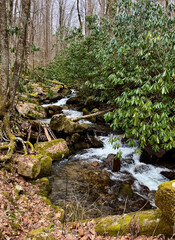 Babbling Brook Flowing Through the North Carolina Mountains