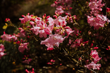 Fresh pink blossoms in British Columbia gardens
