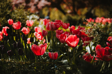 Fototapeta premium Pink and purple tulips in bloom in British Columbia spring