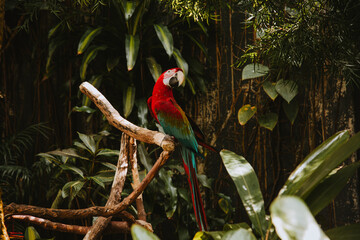 Large red and teal parrot sitting on branch
