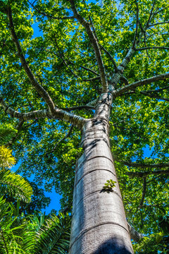 Cuip Tree Palm Trees Grove Honolulu Oahu Hawaii