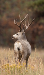 Portrait of a Colorado Mule Deer