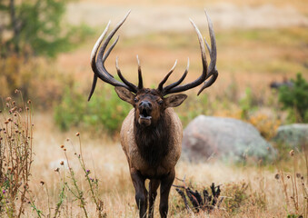 Portrait of a bull elk bugling