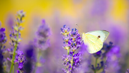 Butterflies on spring lavender flowers under sunlight. Beautiful landscape of nature with a panoramic view. Hi spring. long banner