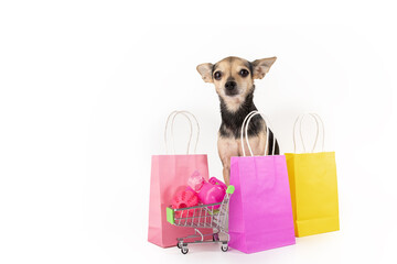 pet supermarket, dog with a shopping cart and shopping bags, dog shop, pet accessories, white...