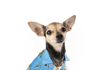 pet clothes, dog in a summer shirt on a white background