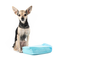 dog toilet, pet napkin, cute toy terrier sitting with animal diapers, white background