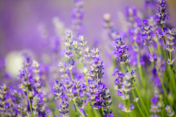 Spring lavender flowers under sunlight. Lilac flowers close up. Beautiful landscape of nature with a panoramic view. Hi spring. long banner