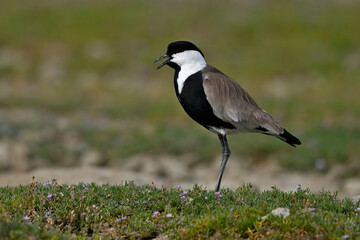 Spornkiebitz // Spur-winged lapwing (Vanellus spinosus) - Axios-Delta, Griechenland