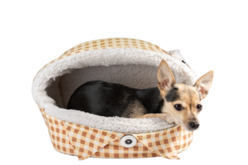 dog on a dog bed isolated, pet accessories