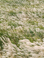 箱根仙石原のススキ草原