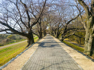 春を待つ桜の名所の背割堤の冬