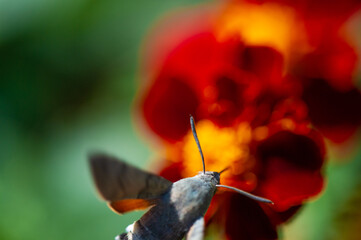 A beautiful hawk moth is depicted sitting on a bright flower. NatureIn Focus captures the stunning...