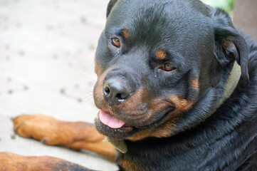 Fearless and authoritative guardian Quietly radiates a sense of power The embodiment of the essence of Rottweiler life
