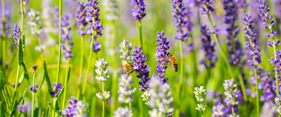 Spring lavender flowers under sunlight. Bees pollinate flowers and collect pollen. Lavender honey....