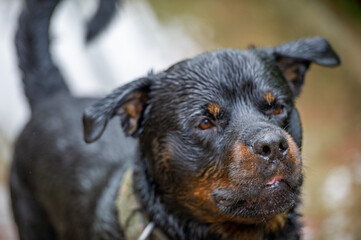 Rottweiler's friend. Provides unwavering loyalty and companionship. Exudes a strong and confident...