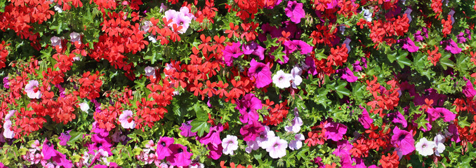 Naklejka premium Large clump of Petunia and Geranium