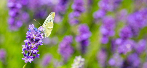Butterflies on spring lavender flowers under sunlight. Beautiful landscape of nature with a panoramic view. Hi spring. long banner