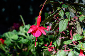 One delicate vivid pink magenta fucsia flower in a garden pot in a sunny summer day .