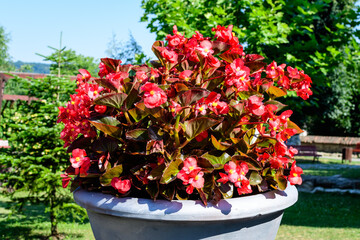 Fototapeta na wymiar Top view of many red begonia flowers with fresh green leaves in a garden pot in a sunny summer day, perennial flowering plants in the family Begoniaceae, vivid floral background in direct sunlight.