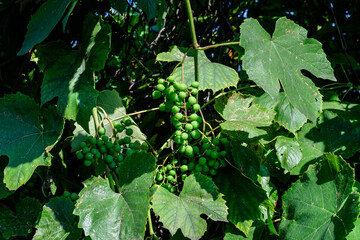 Delicate small fruits and green leaves of grape vine in a sunny summer garden, beautiful outdoor monochrome background photographed with selective focus.