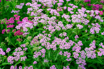 Close up of beautiful vivid pink magenta flowers of Achillea millefolium plant, commonly known as yarrow, in a garden in a sunny summer day.