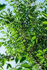 Many small fresh red sour cherries and green leaves in a tree orchard in a garden in a sunny summer day, beautiful outdoor background photographed with soft focus