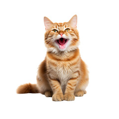 A cat with its tongue sticking out ,home pet animal cutout ,isolated on white and transparent background 
