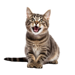 A cat with its tongue sticking out ,home pet animal cutout ,isolated on white and transparent background 