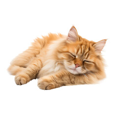 A cat in a sleeping or lounging pose,home cute pet animal ,isolated on white and transparent background